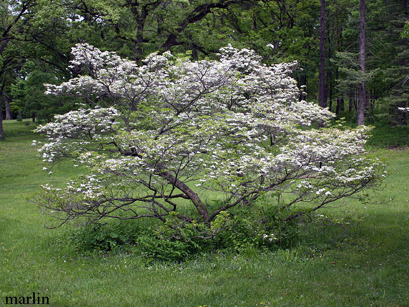 Cloud 9 Flowering Dogwood