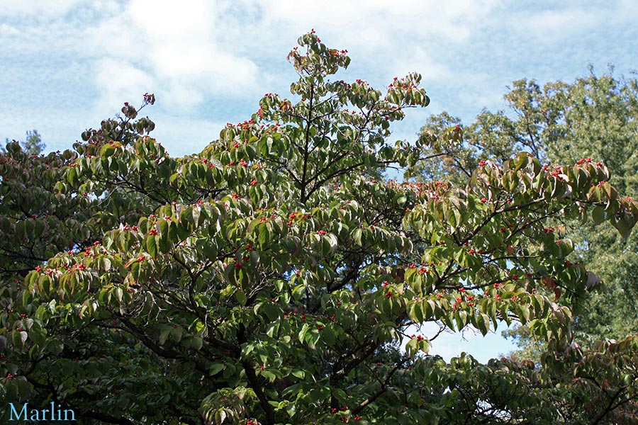 Cloud 9 Flowering Dogwood