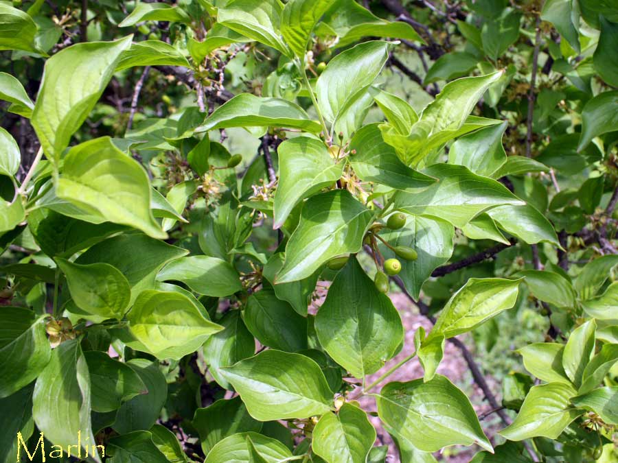 Cornelian Cherry Foliage