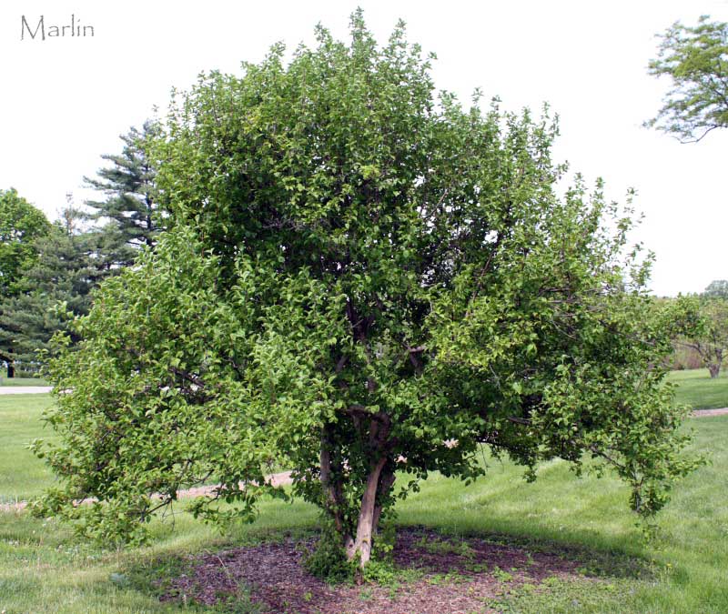 Cornelian Cherry Habit