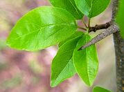 Silkworm Thorn - Cudrania tricuspidata