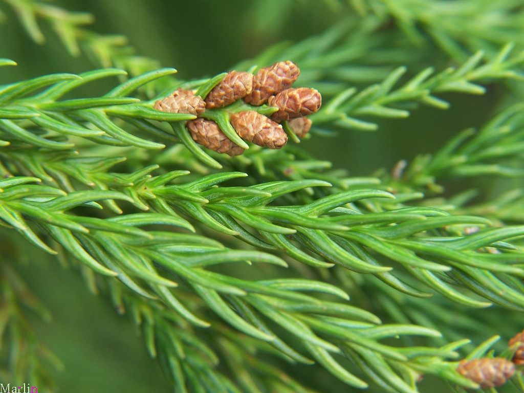 Leaves and Pollen Cones