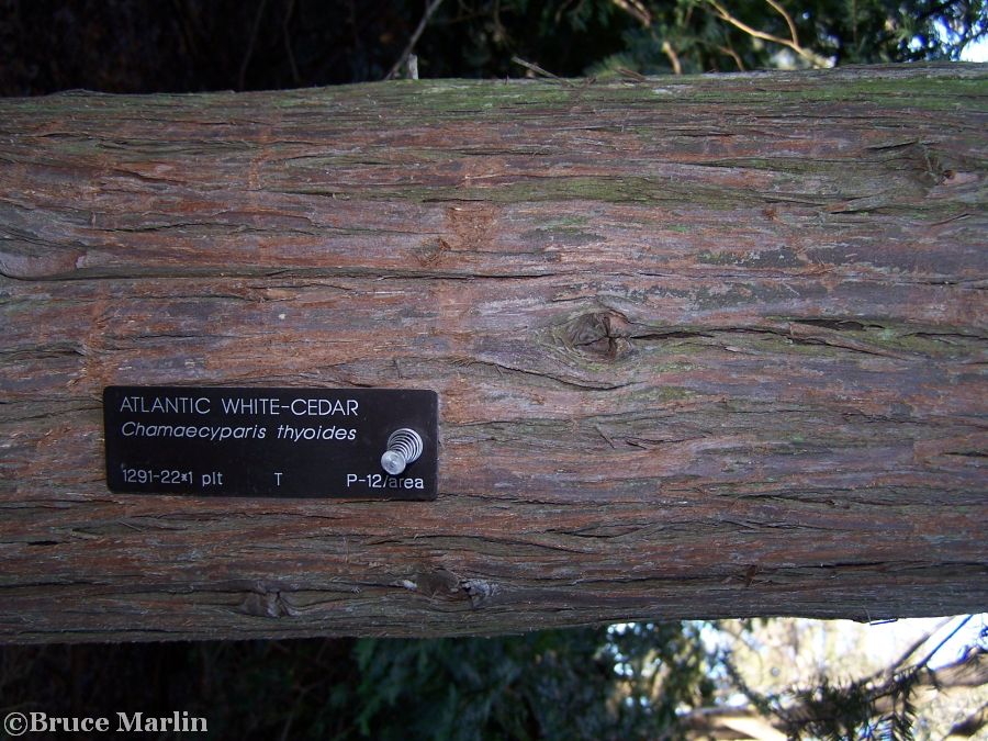 Atlantic White-Cedar bark