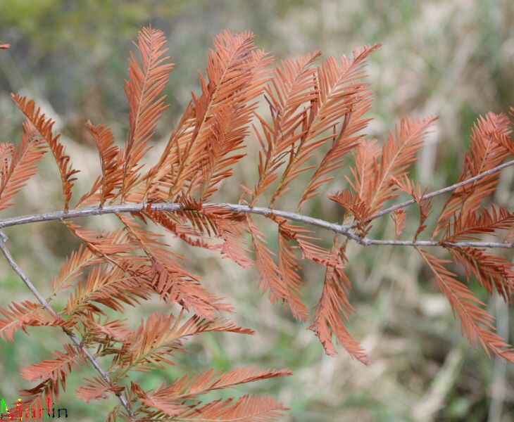 Baldcypress Foliage