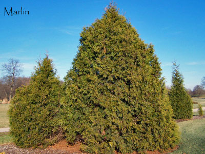 Family Cupressaceae