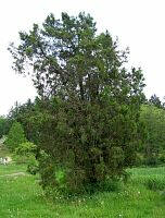 Oriental Arborvitae - Platycladus orientalis