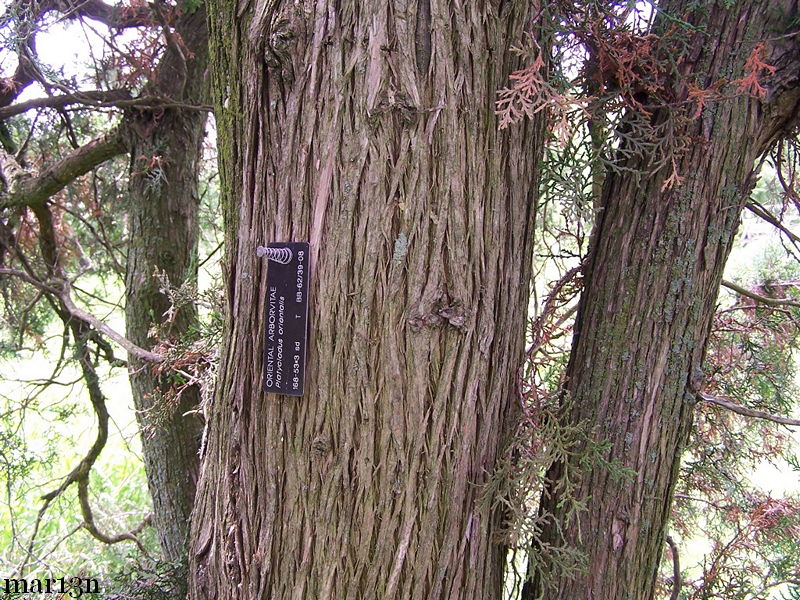 Oriental Arborvitae bark