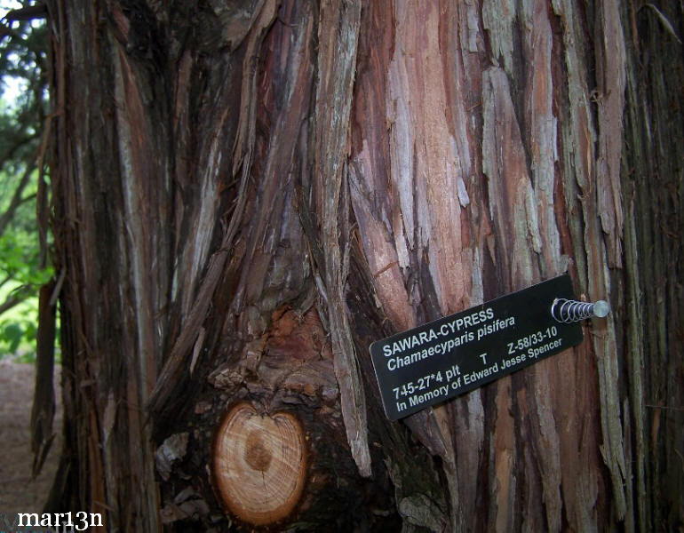 Sawara Cypress bark