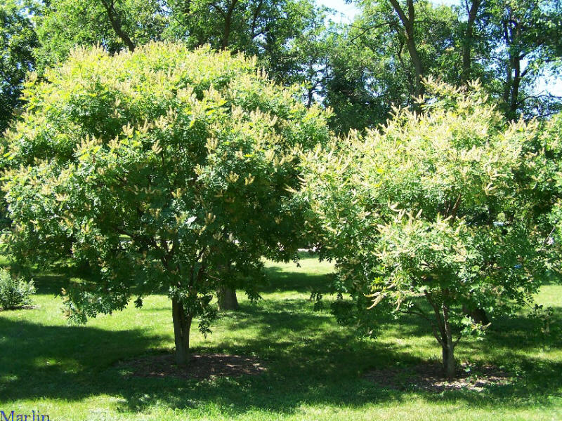 Amur Maackia Trees