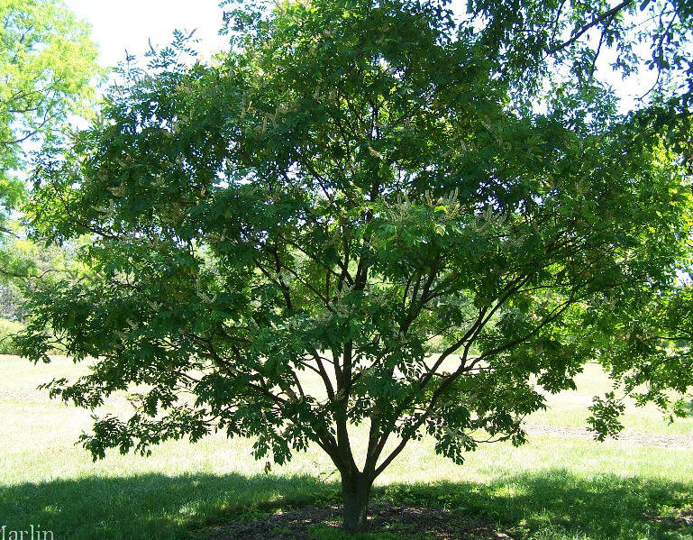 Amur Maackia Amur Maackia Tree