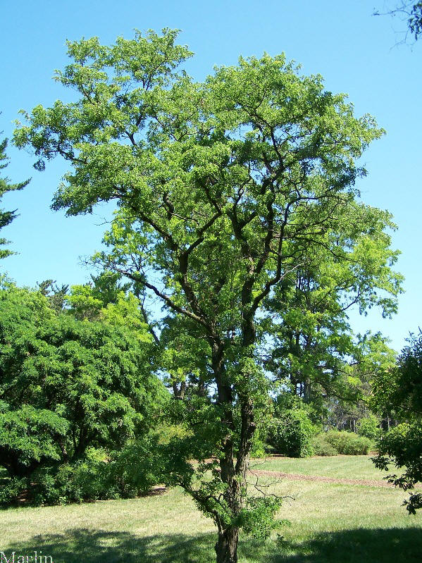 "Corkscrew" growth habit apparent