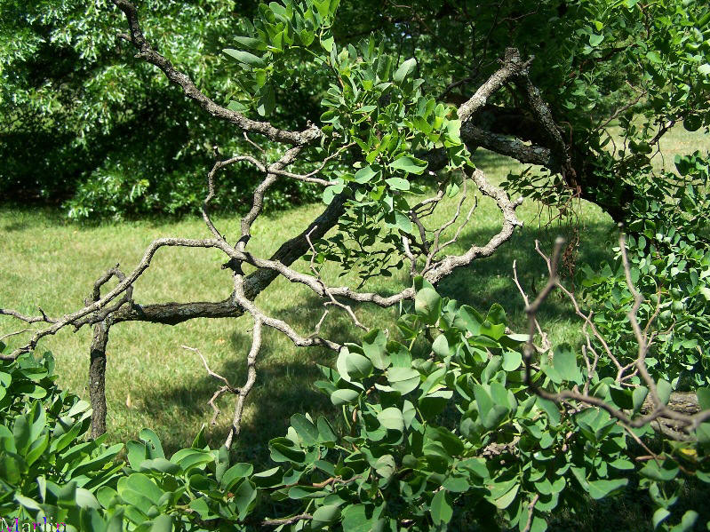 Corkscrew Black Locust 