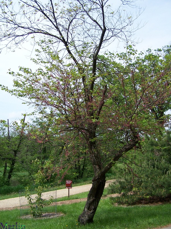Cercis canadensis 'Pinkbud' Cercis canadensis 'Pinkbud'