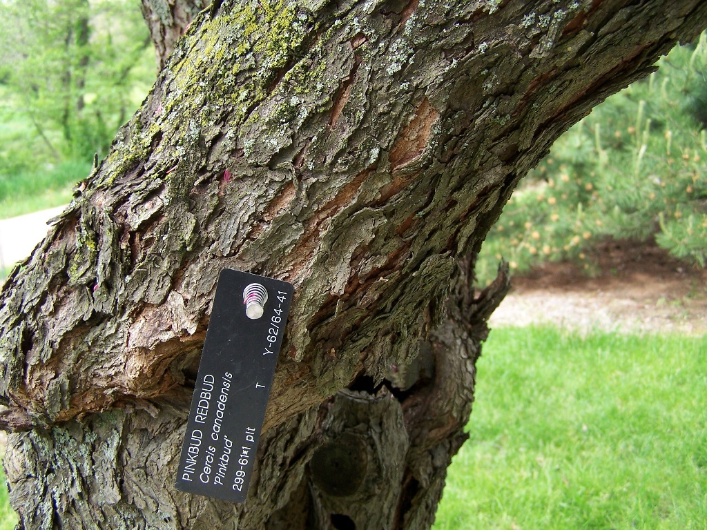 Redbud Bark Redbud Bark