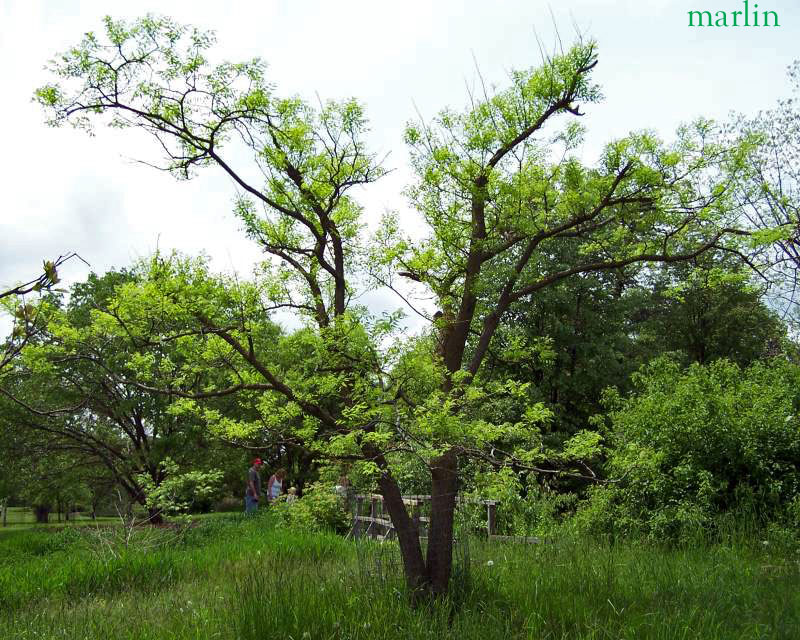 Scholar Tree Habit