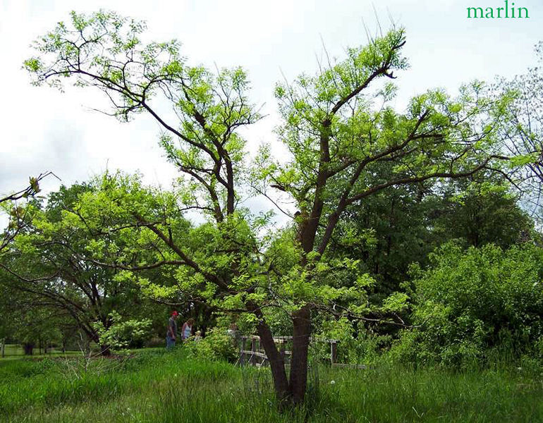 Scholar Tree