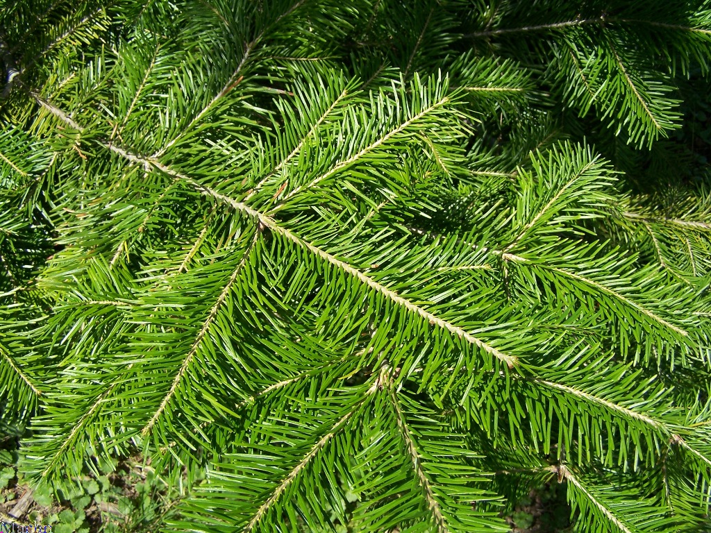 Manchurian Fir