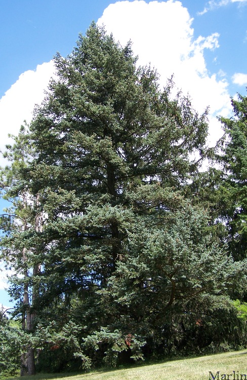 Douglas-fir Tree