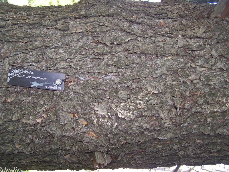 Douglas-fir Bark