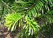 Shensi Fir - Abies chensiensis