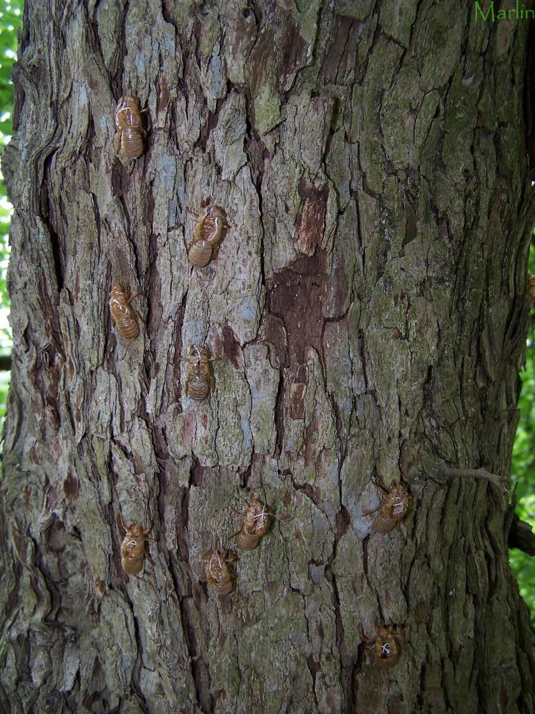 Downy Hawthorn Bark