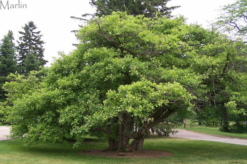 Downy Hawthorn - Crataegus mollis