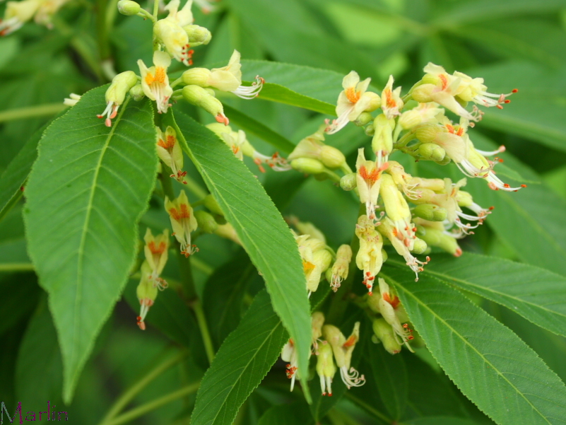 Oklahoma Buckeye