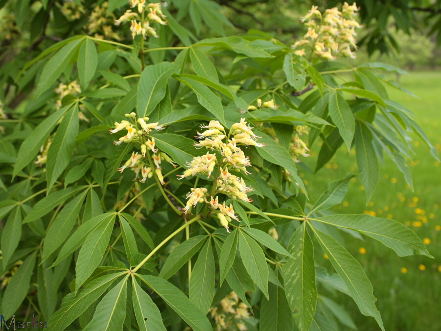 Oklahoma Buckeye Foliage