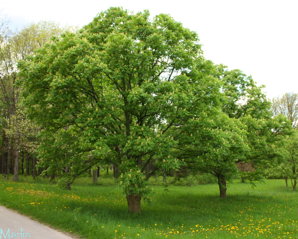 Oklahoma Buckeye