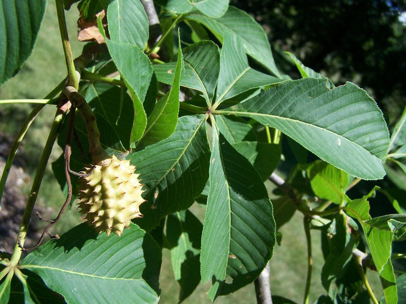 Ohio BUCKEYE fruit and foliage