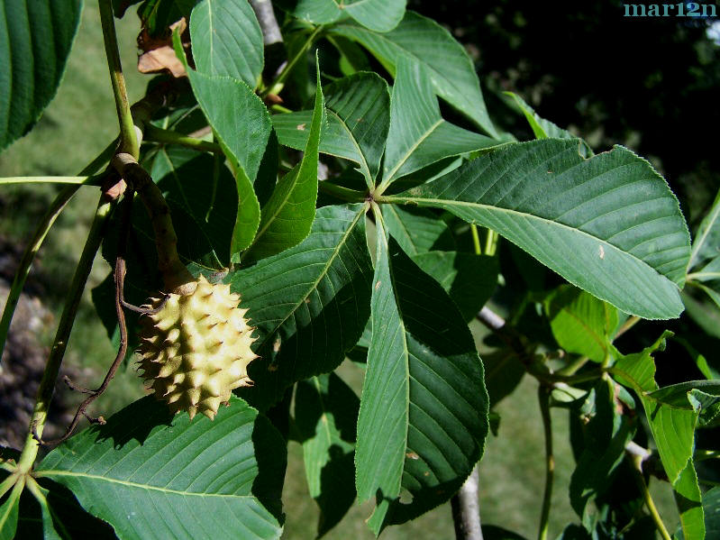 Ohio Buckeye Foliage