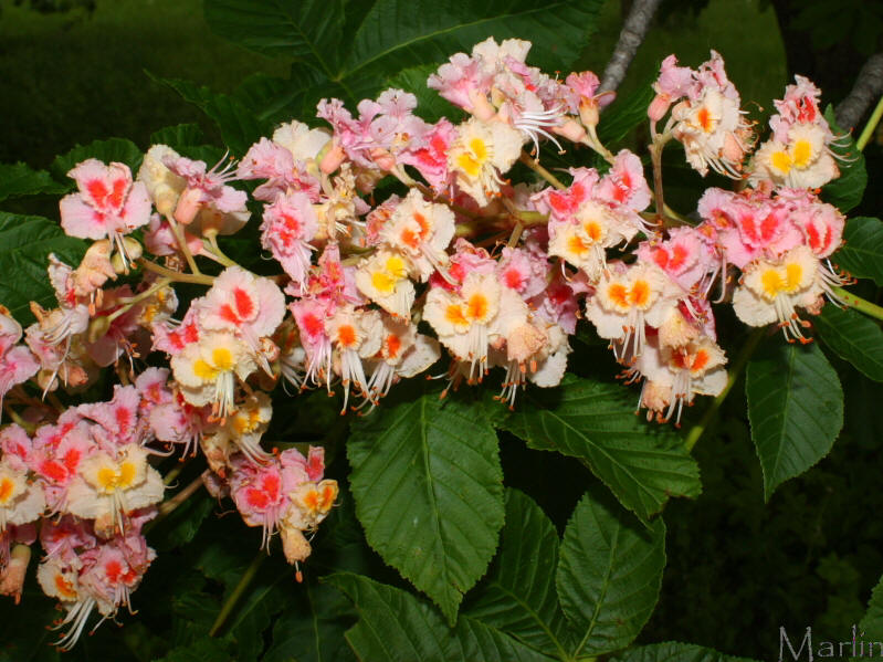 Damask Red Horse Chestnut Flower