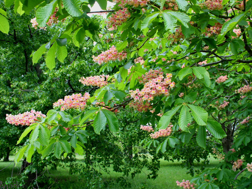 Damask Red Horse Chestnut Foliage and Blossoms