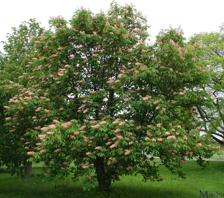 Damask Red Horse Chestnut