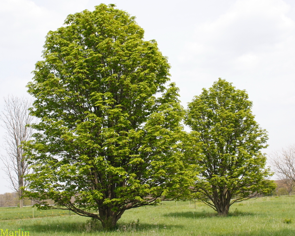 Umbrella Horse Chestnut Trees