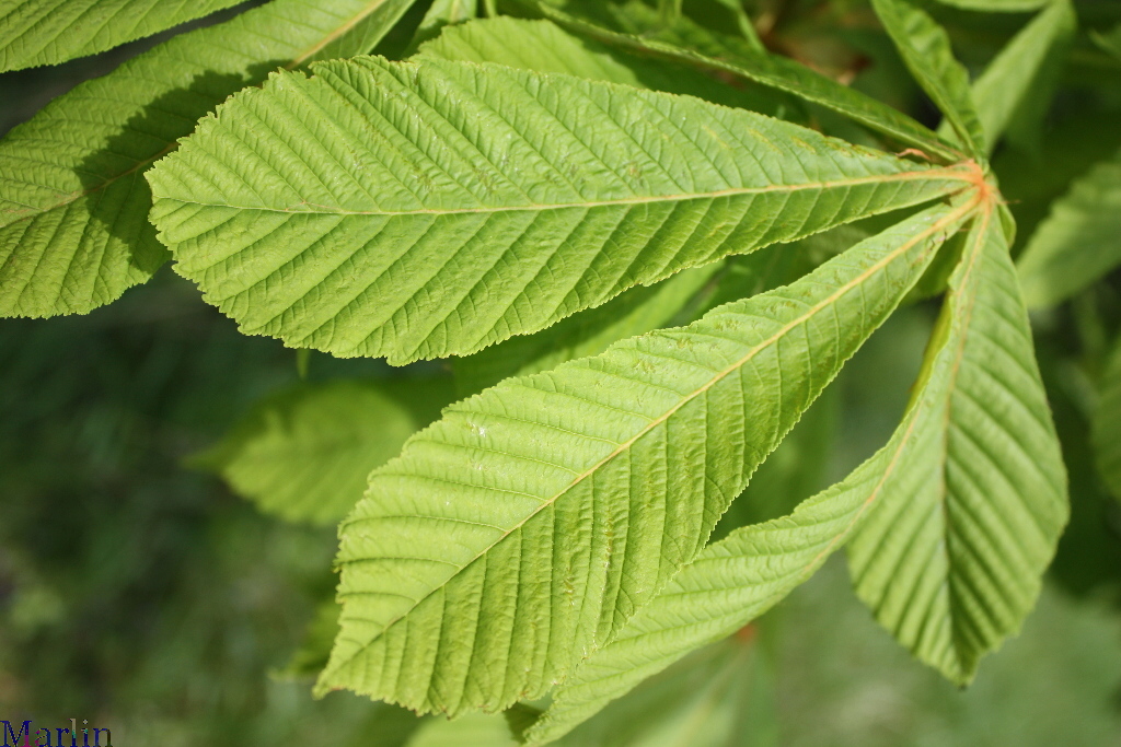 Umbrella Horse Chestnut