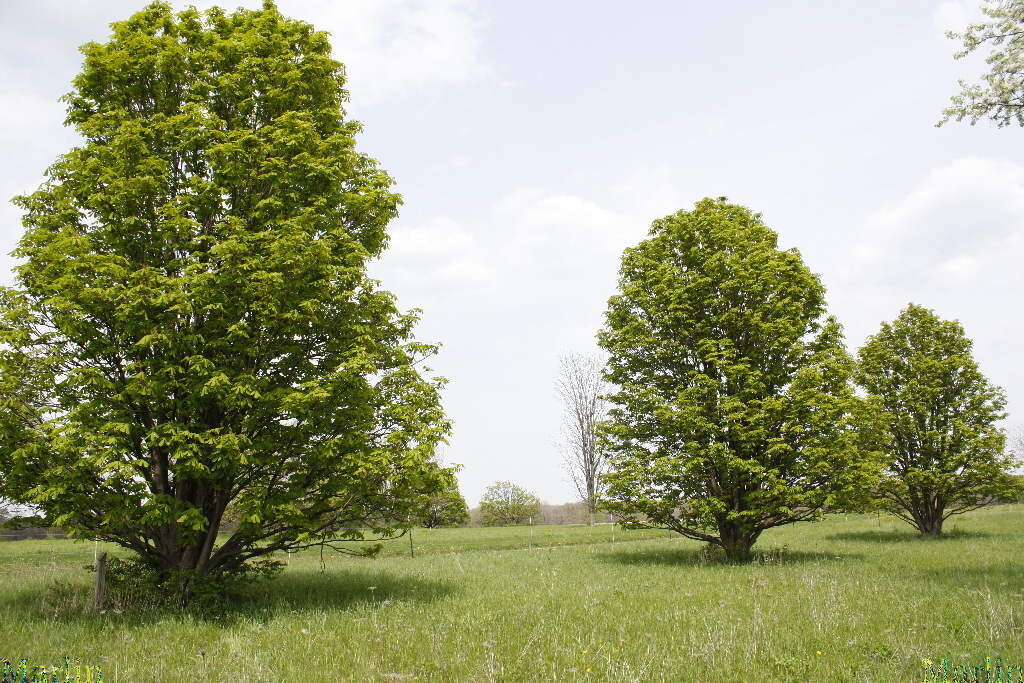 Umbrella Horse Chestnut