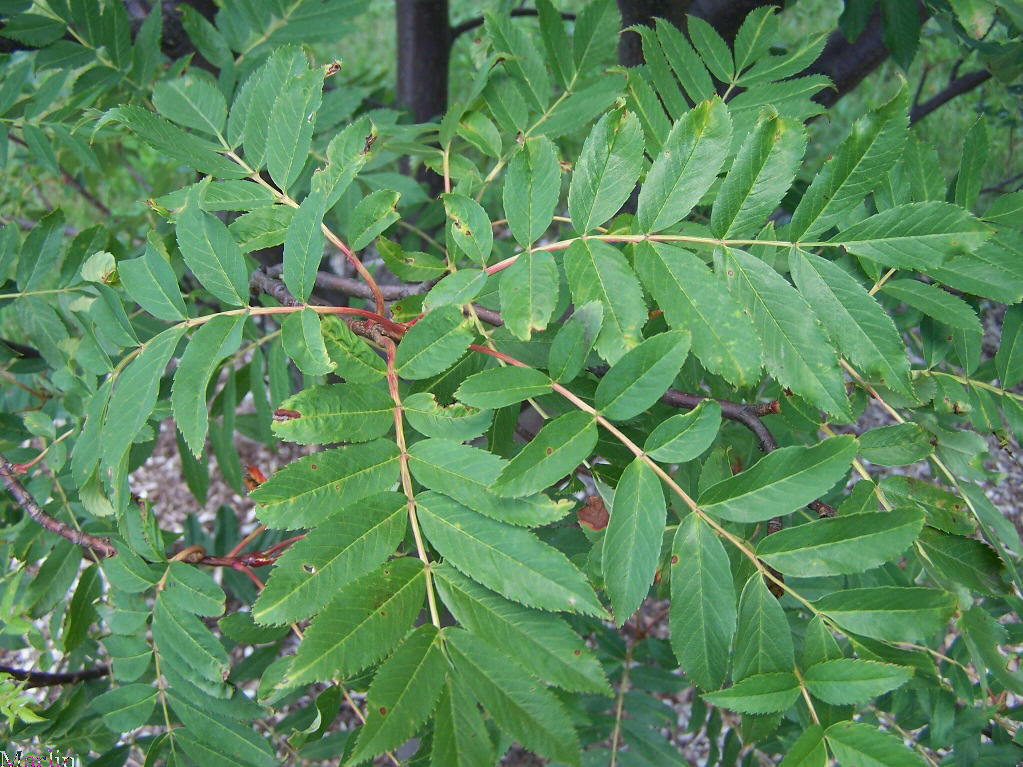 Japanese Mountain-ash Foliage