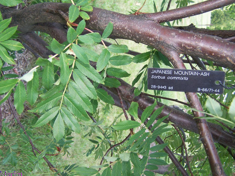 Japanese Mountain-ash