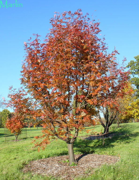 Japanese Mountain-ash Fall Colors