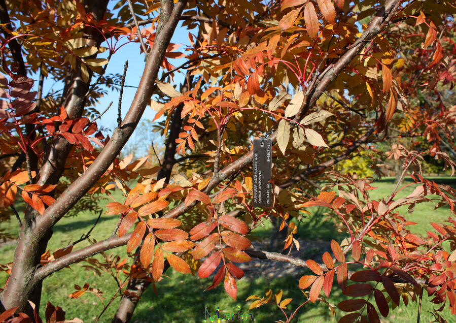 Japanese Mountain-ash Fall Colors