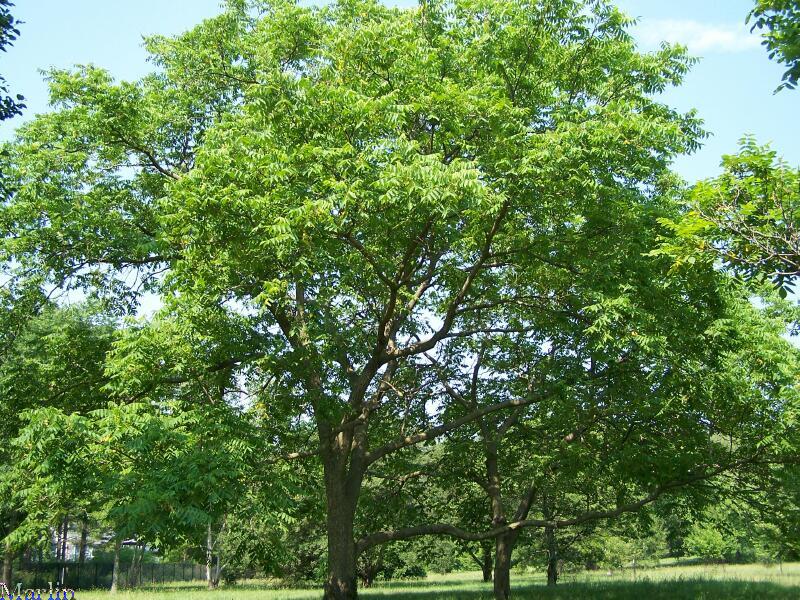 Japanese Flowering Crabapple