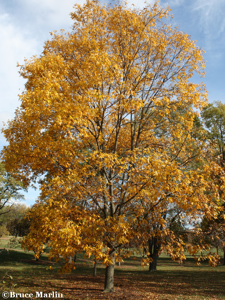Bitternut Hickory in Autumn Foliage