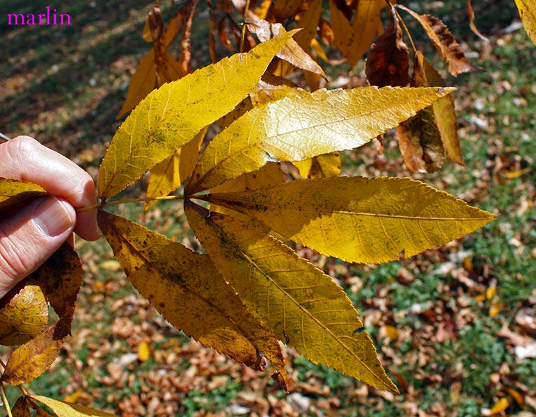 Bitternut Hickory fall foliage