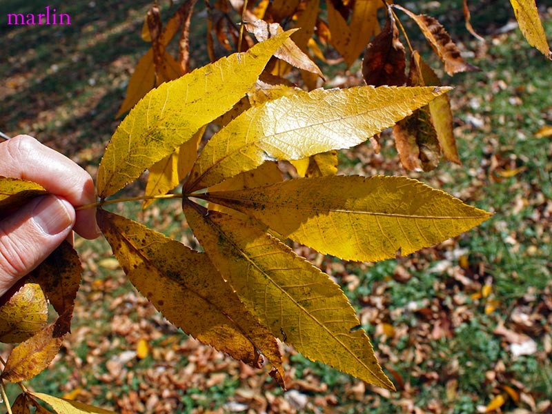 Bitternut Hickory Foliage