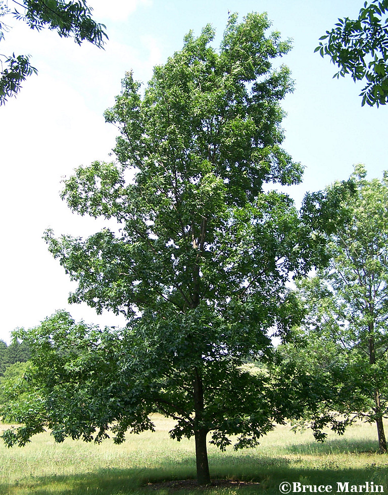 Bitternut Hickory in Summer Foliage