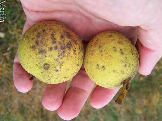 Black Walnut Fruit
