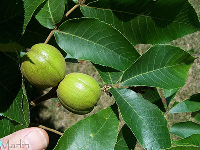Family Juglandaceae