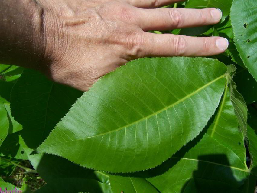 Shagbark Hickory Leaves
