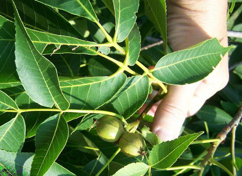 Hickory Nuts